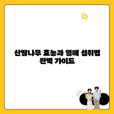 산딸나무 효능과 열매 섭취법 완벽 가이드